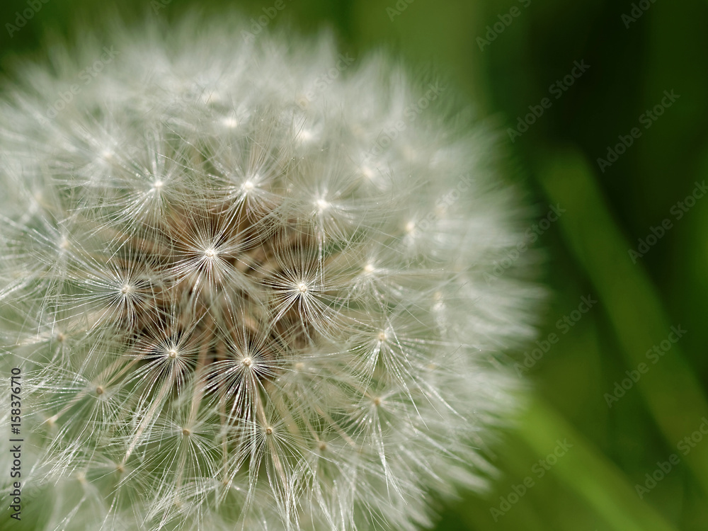 Fototapeta premium Löwenzahn