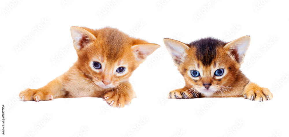 small Abyssinian kitten peeks out because of a white box