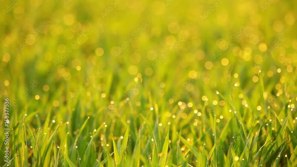 Grass Video Background. Seamless Loop Grass Video Background. Seamless Loop