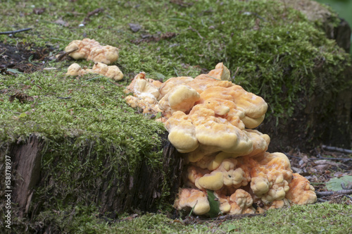 Laetiporus sulphureus