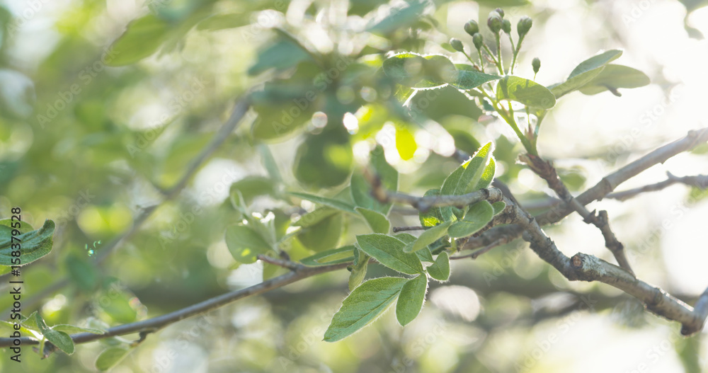 apple tree branches in spring sunlight, wide photo