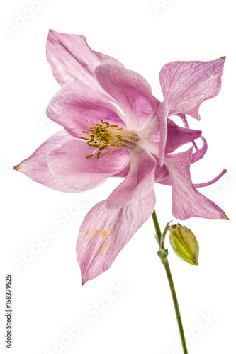 Pink flower of catchment, lat. Aquilegia, isolated on white background