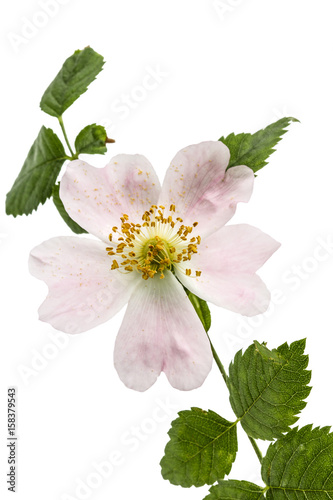 Flower of wild rose, isolated on white background