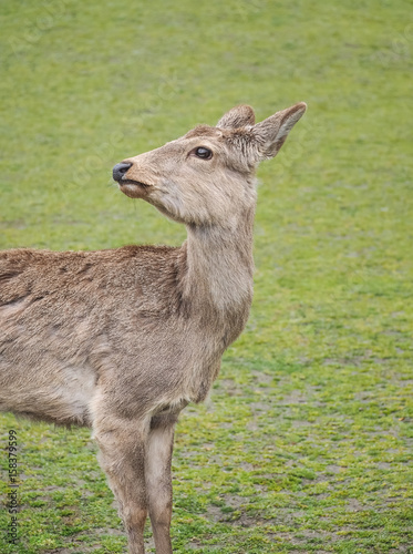 Fototapeta Naklejka Na Ścianę i Meble -  Cute deer in Nara Park, Nara City, Japan 