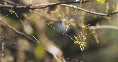 young leaves of prunus serotina in sunlight, 4k 60fps prores footage