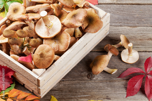 Autumn food. Mushrooms