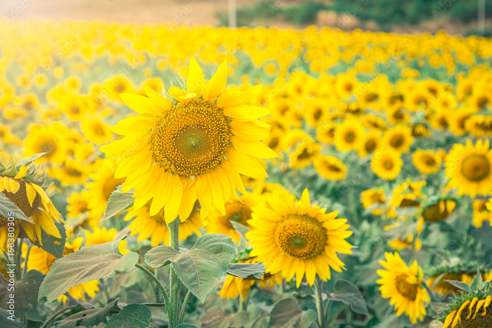 Fototapeta premium Beautiful landscape with sunflower field