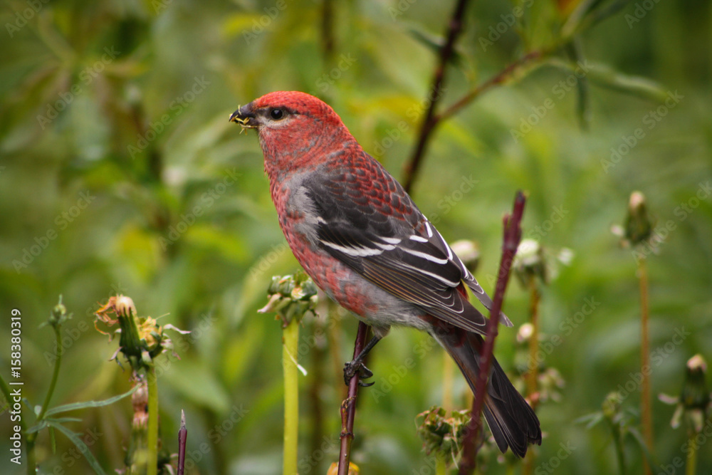 Fototapeta premium GrosBeak