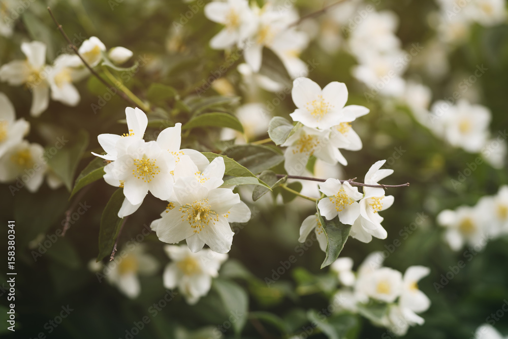 jasmine flowers blossoming in sunny summer day, closeup photo