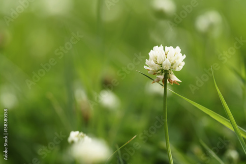 white clover flower in summer day on meadow  closeup photo