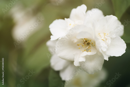 macro shot of jasmine flowers blossoming in sunny summer day, closeup photo