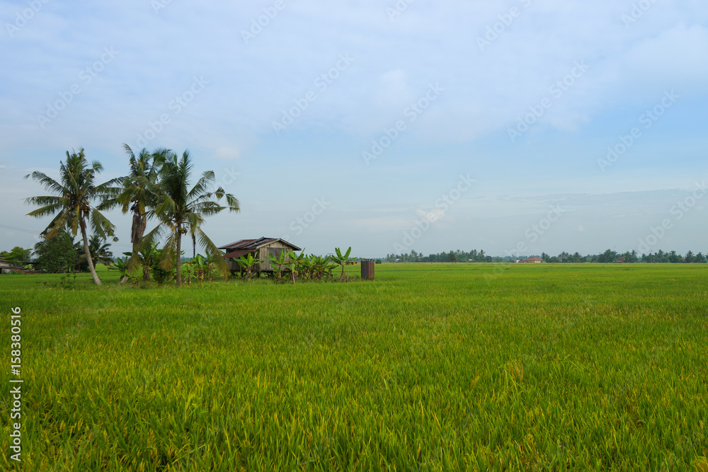 View of paddy field during sunrise in Sungai Besar, a well known place as one of the major rice supplier in Malaysia. View of paddy field during sunrise in Sungai Besar, a well known place as one of the major rice supplier in Malaysia.
