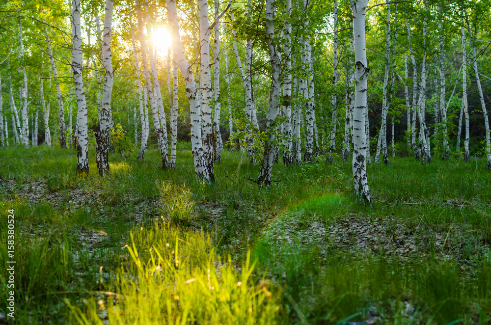 Obraz premium Birch forest at sunset
