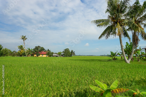 View of paddy field during sunrise in Sungai Besar, a well known place as one of the major rice supplier in Malaysia.
