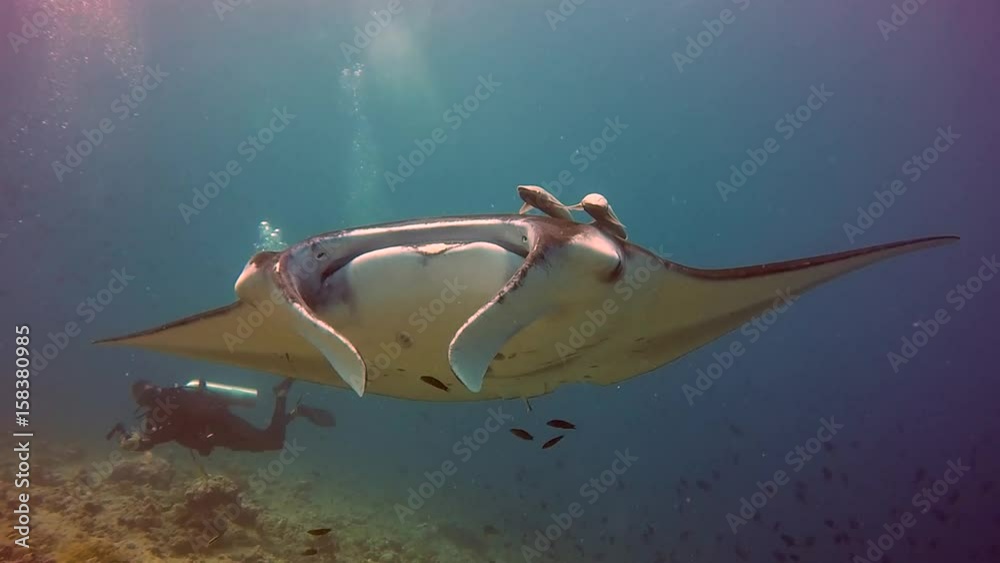 Manta ray relax and diver underwater in ocean Maldives. Sea dweller in search of food. Stingray feeds on mollusks and small fish. Amazing and exciting diving in marine life. Unique background.