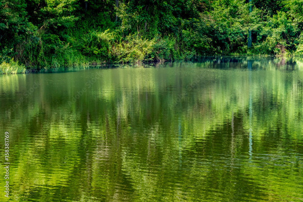 Green forest with green lake