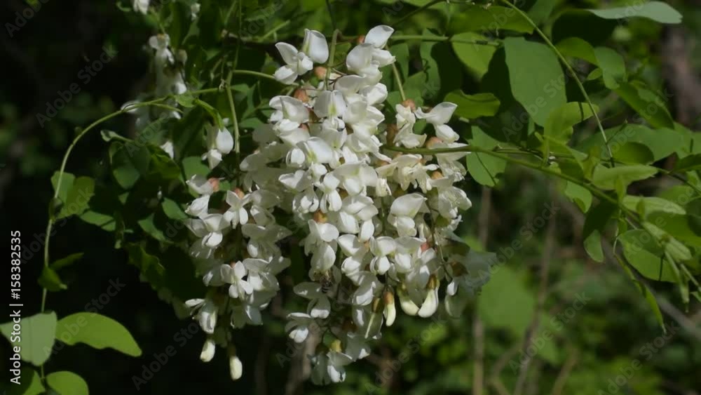 Beautiful blossoming black locust flowers in spring gently swaying in breeze on a sunny day with a bee collecting nectar and pollen on them. Robinia pseudoacacia Beautiful blossoming black locust flowers in spring gently swaying in breeze on a sunny day with a bee collecting nectar and pollen on them. Robinia pseudoacacia