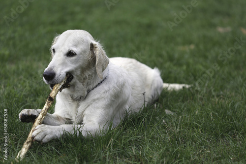White golden retriever playing and biting stick on park lawn