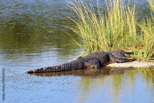 Landscape with alligator, lying on a small island among the grass on a expansive salt marsh at Huntington Beach State Park, South Carolina, USA. 