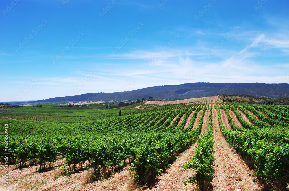 vineyard plantation in the Alentejo region, Portugal