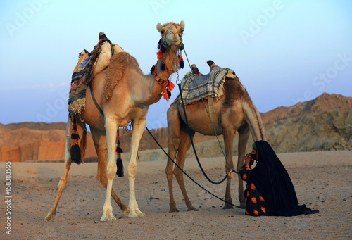 wielbłąd na Saharze