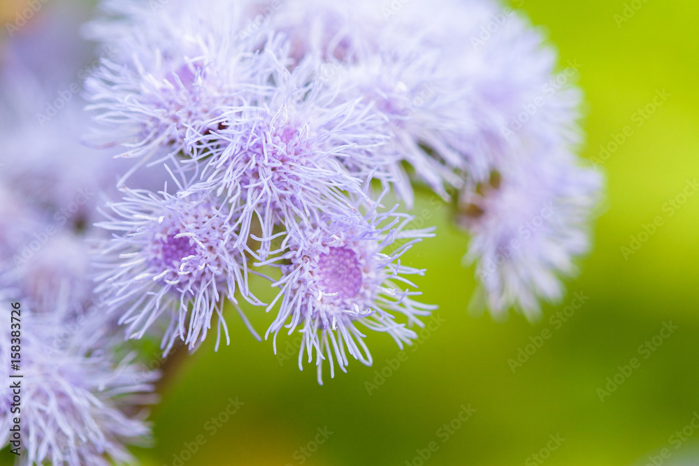 Decorative lilac flower ageratum of Houston. A field of beautiful flowers in the natural environment.