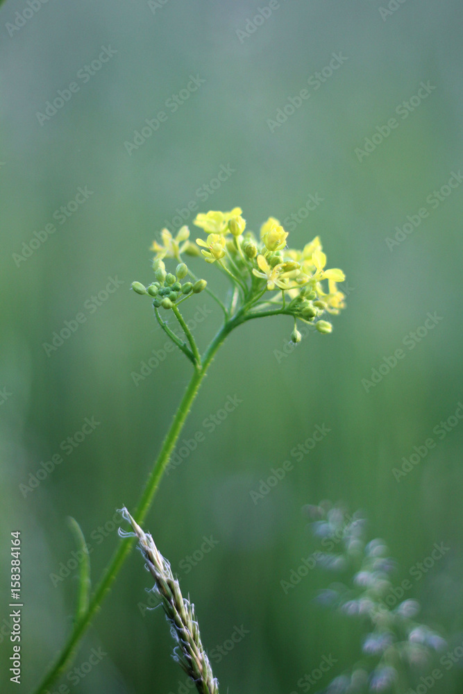Wild yellow flowers. Wild yellow flowers.