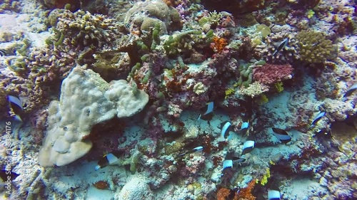 Wallpaper Mural School of striped fish on background of clear seabed underwater in Maldives. Swimming in world of colorful beautiful seascape. Aquarium of wild nature. Abyssal relax diving. Torontodigital.ca