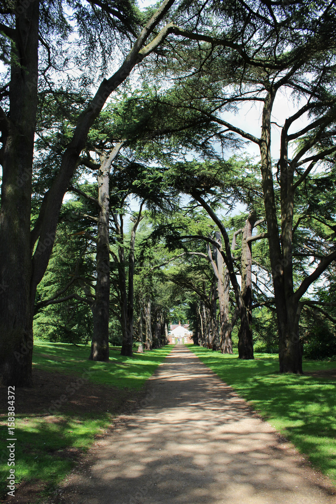 Tree lined avenue in the park