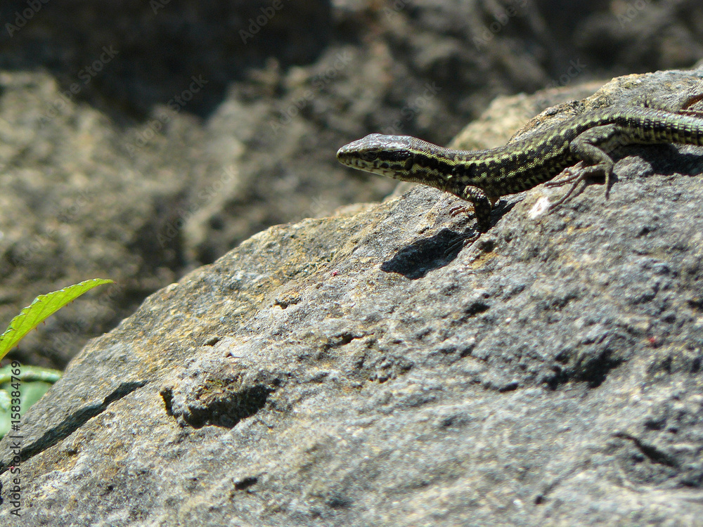 Lagartija en una roca Lagartija en una roca