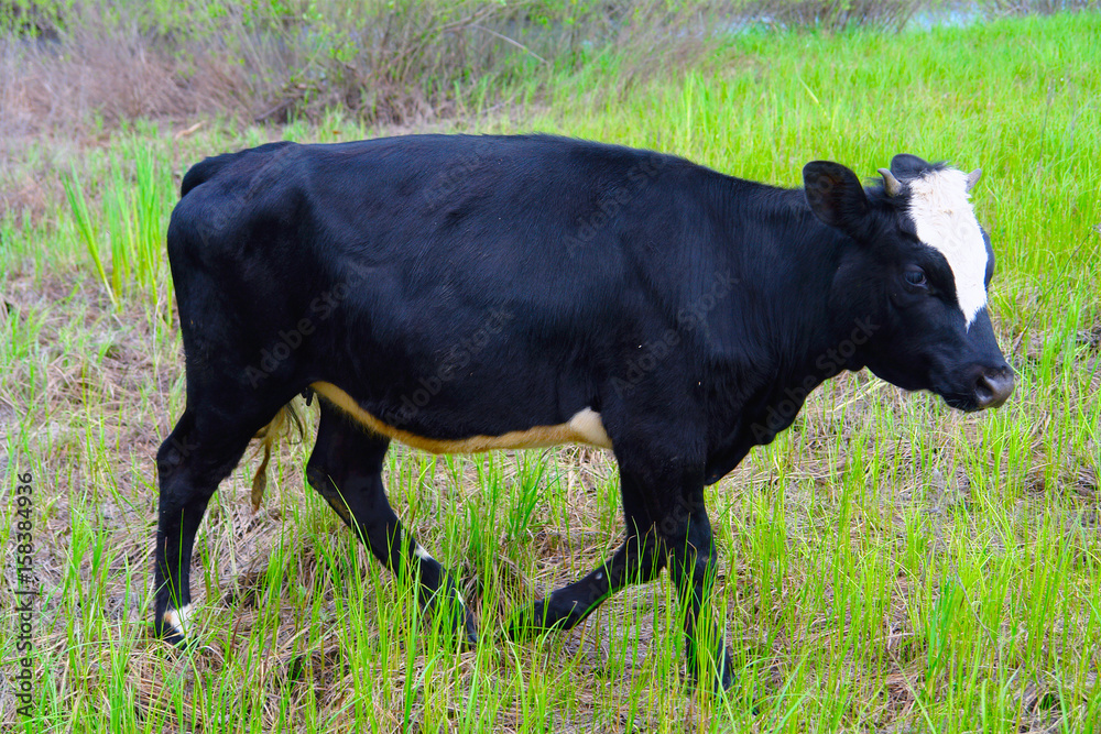 The cow of black color on background of green grass