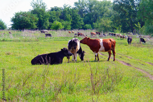 Cows graze in the meadow near the forest