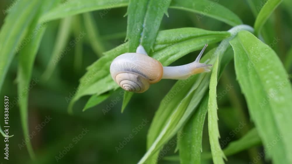 Snail in shell creeps on the green lush green leaves of goldenrod plant, close-up view, macro shot Snail in shell creeps on the green lush green leaves of goldenrod plant, close-up view, macro shot