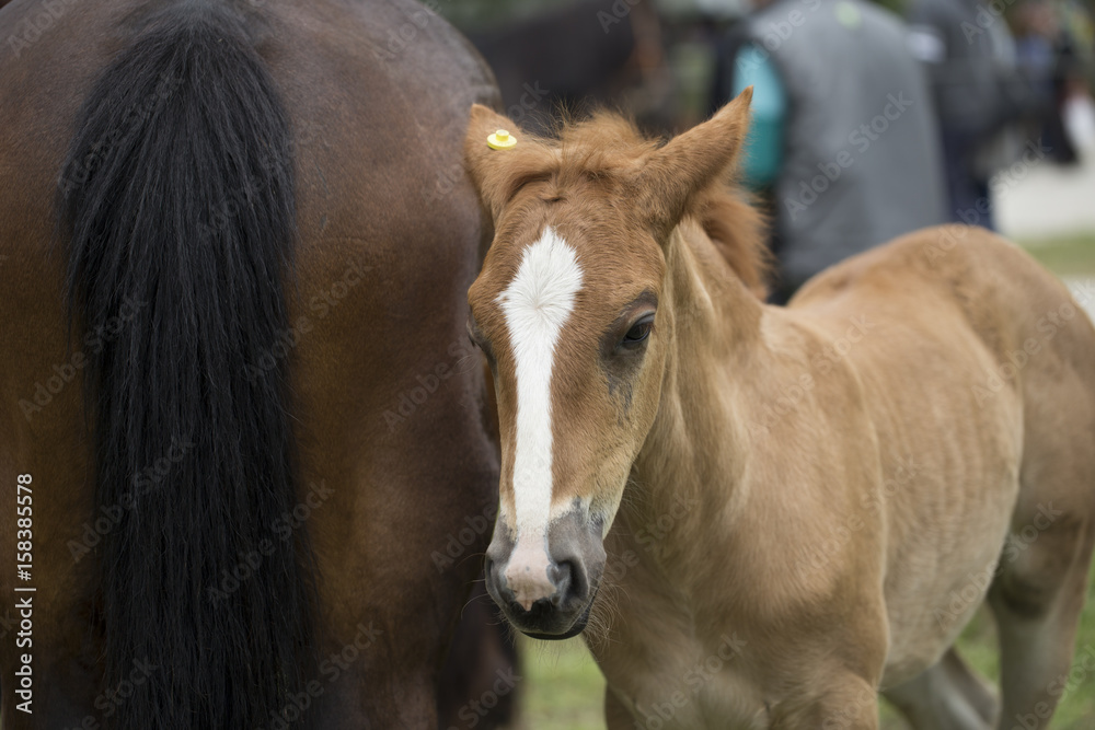 Foal Foal