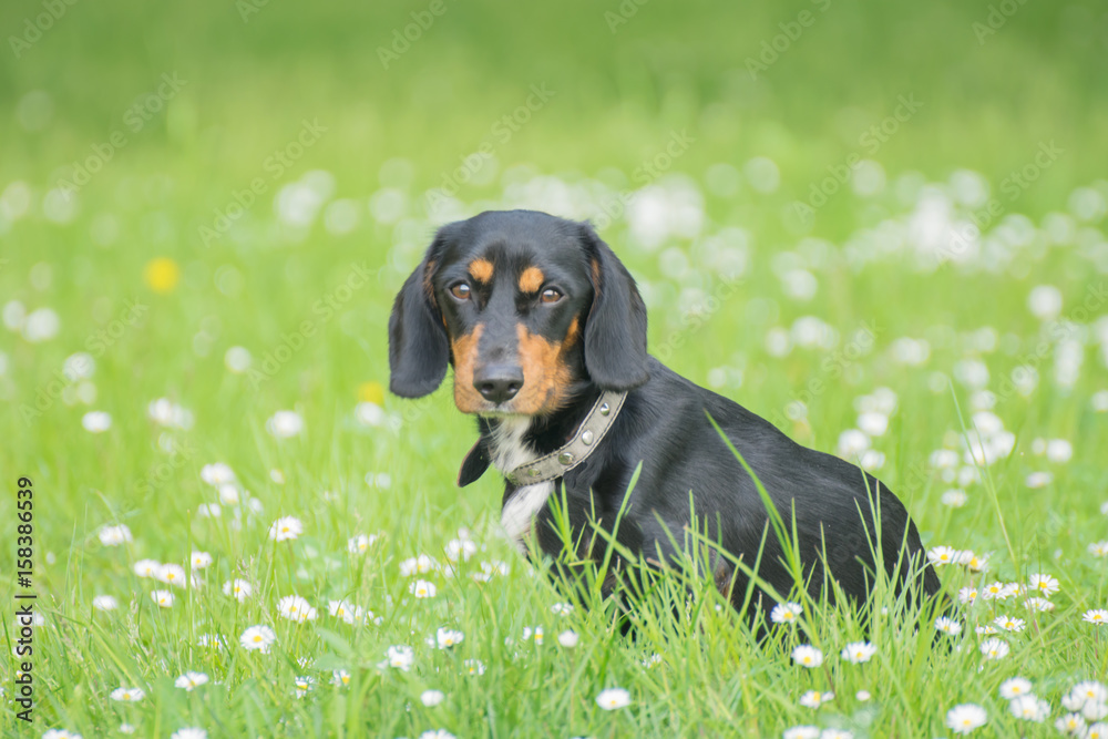 Dachshund on the grass Dachshund on the grass