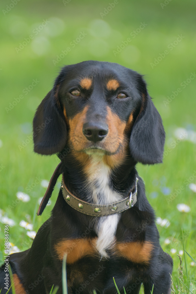 Dachshund on the grass