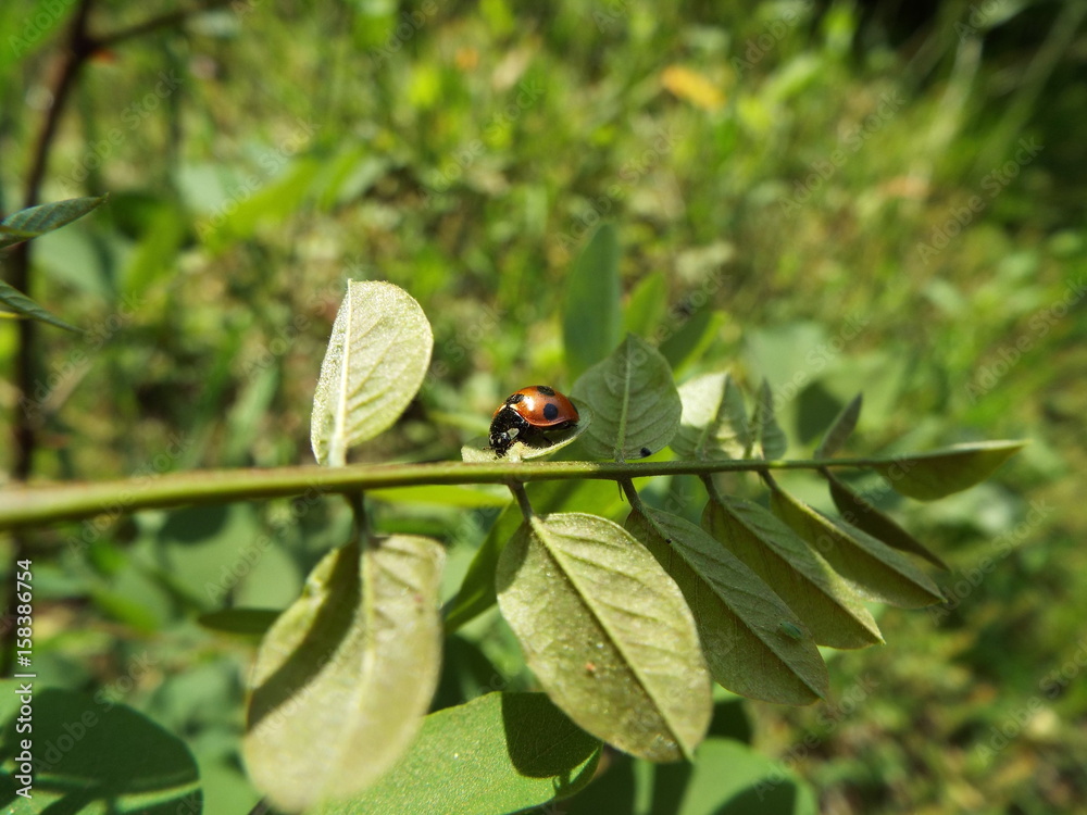ナナホシテントウ ladybug