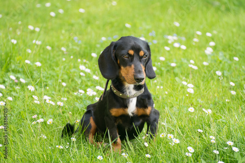 Fototapeta Naklejka Na Ścianę i Meble -  Dachshund on the grass