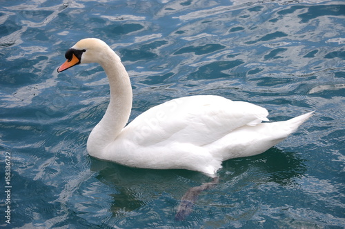 White Swan on the Lake close-up