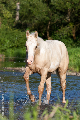 Fototapeta Naklejka Na Ścianę i Meble -  Nice paint horse in a river