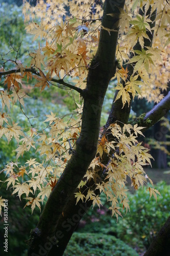 Macro of Japanese Maple Tree with Yellow Leaves on a Rainy Day
