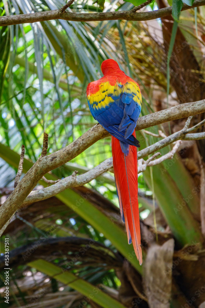 The Scarlet Macaw rear view over branch
