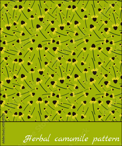 Herbal chamomile pattern. Botanical illustration.