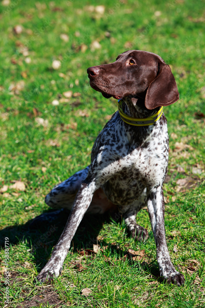 dog breed Deutsch Kurzhaar