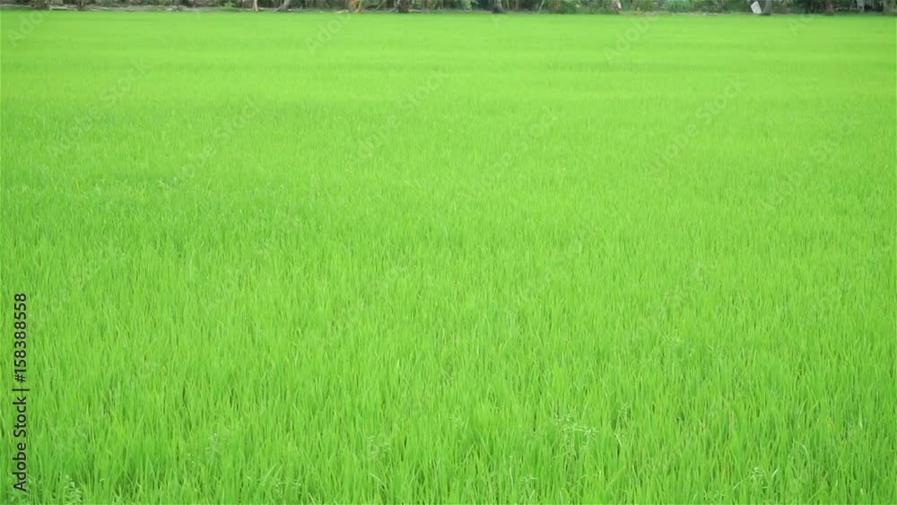 Rice field landscape in Thailand (Panning shot)