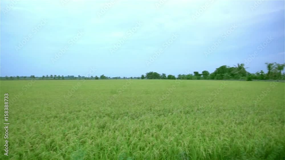 Rice field landscape in Thailand (Panning shot) Rice field landscape in Thailand (Panning shot)
