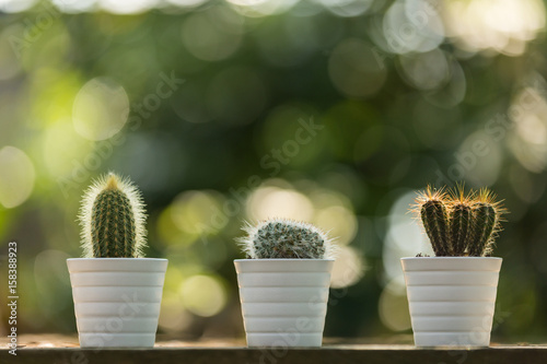 3 mini cacti