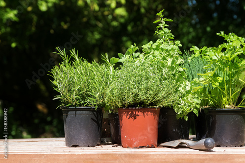 Potted kitchen herbs such as rosemary, thyme, parsley and chives on a wooden board in the sunny garden, for fresh and healthy cooking