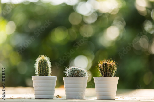 3 mini cacti