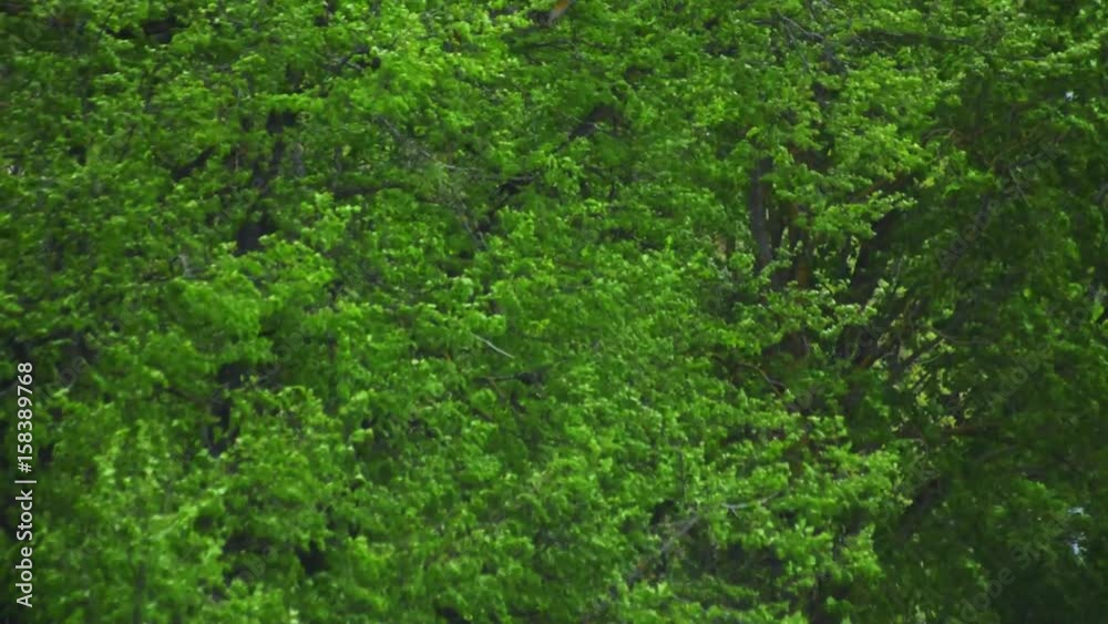 Ttree Moving in the wind in slow motion. Ttree Moving in the wind in slow motion.